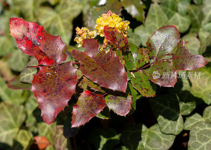 在英国恩斯福德的马honia berberis